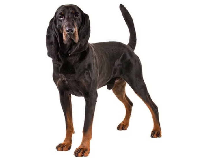 Black and Tan Coonhound Dog Breed: The All-American Hound